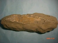 藏品(海螵蛸)的圖片